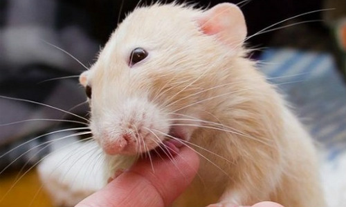 Открыли способ активировать регенерацию зубов у мышей